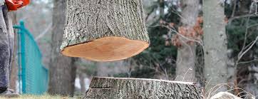 Tree and Shrub Care in Clendenin, WV