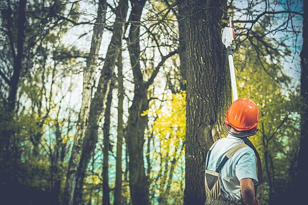 How Our Tree Care Process Works  in  Clendenin, WV