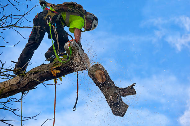 Best Tree Removal  in Clendenin, WV